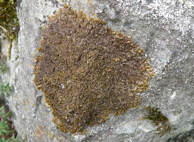 Dal Trentino, su roccia calcarea 1